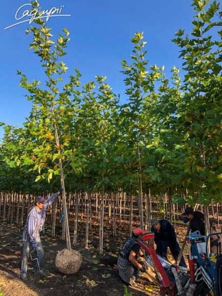 Платан кленолистный #13, WRB 18--20 700+ St. 160-180 - 9