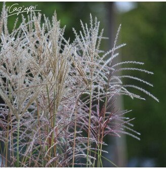 Міскантус китайський 'George'