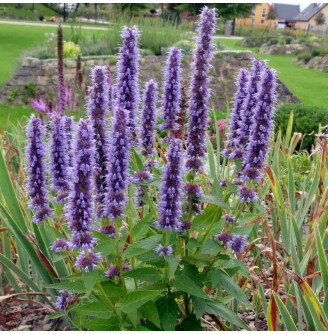 Агастахіс (багатоколосник) синій ‘Black Adder’