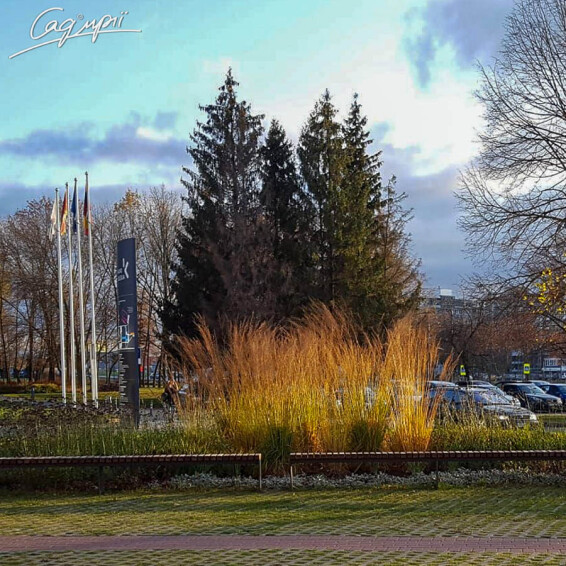 Молінія очеретяна 'Windspiel' - 1 Молінія очеретяна 'Windspiel' - 1