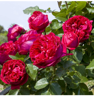 Роза английская парковая 'Red Eden'