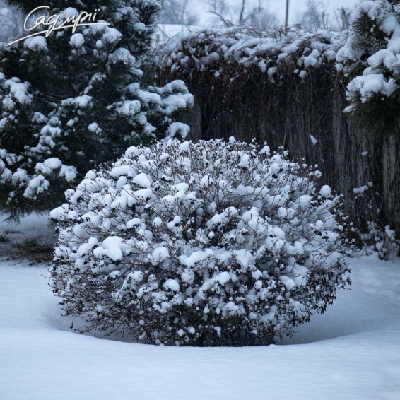 Бирючина обыкновенная 'Atrovirens', формов. шар - 13
