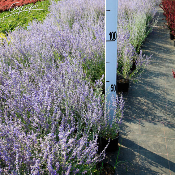 Перовскія лебедолистна 'Little Spire' - 1