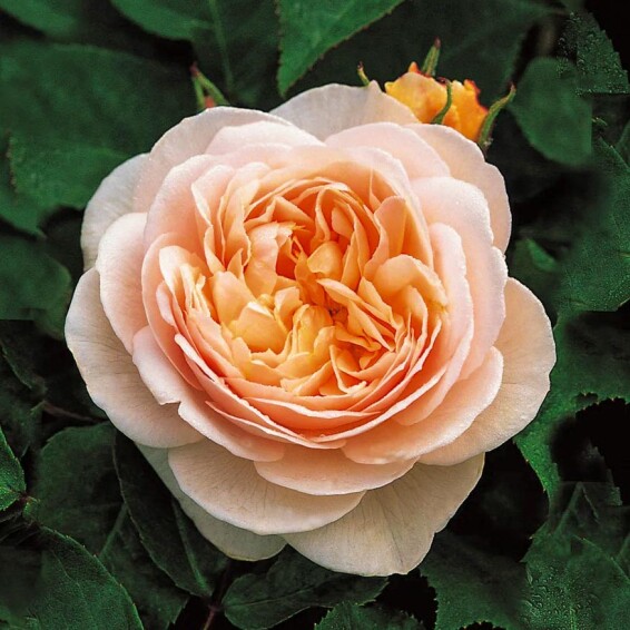 Роза чайно-гибридная 'Juliet' - 1 Роза чайно-гибридная 'Juliet' - 1