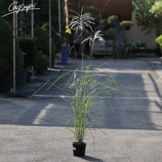 Мискантус китайский 'Graziella' - 2