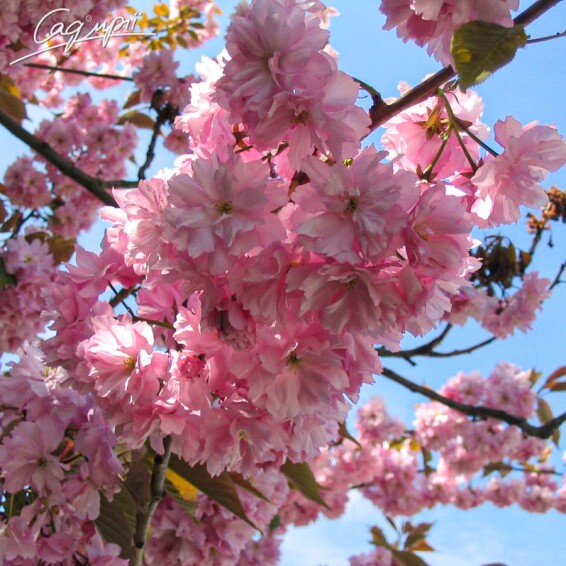 Сакура дрібнозубчаста 'Kanzan' #25, WRB 25--30 400-450 St. 180-200 - 10