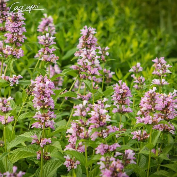 Котовник полусидячий 'Candy Cat' - 1