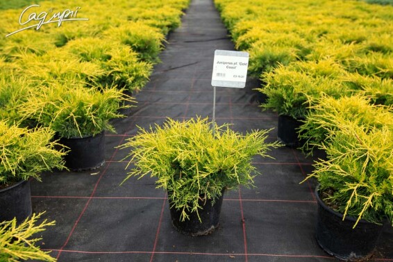 Можжевельник средний 'Gold Coast' - 3