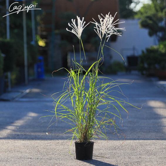 Мискантус китайский 'Herman Mussel' - 1