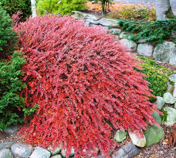 Кизильник горизонтальний - 1