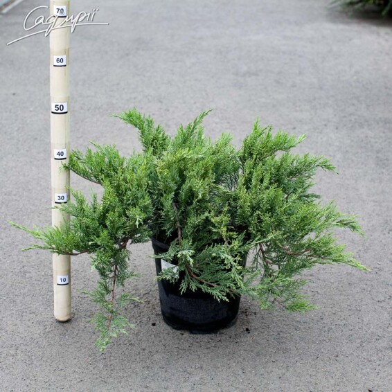 Ялівець козацький 'Tamariscifolia' #2, C3 40-60 - 4