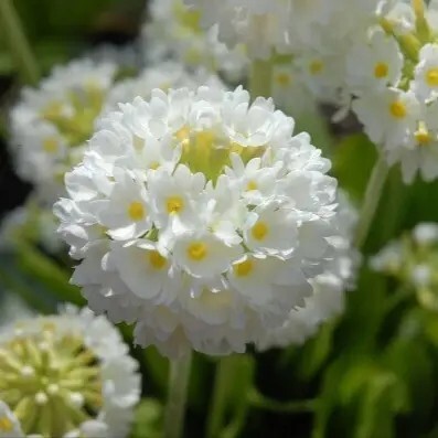 Примула мелкозубчатая 'Alba' - 1