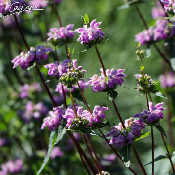 Залізняк бульбистий 'Bronze Flamingo' - 2