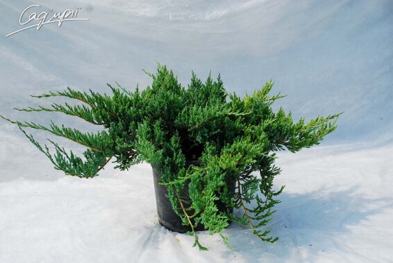 Можжевельник горизонтальный 'Prince of Wales' #1, C3 - - 11