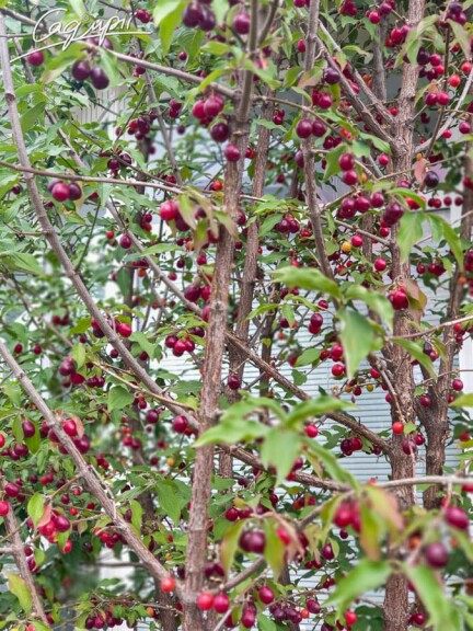 Кизил обыкновенный #1, WRB MST 350-400 - - 4