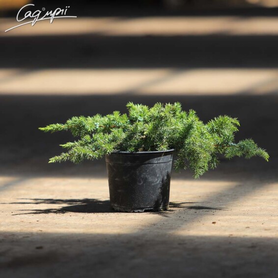 Можжевельник прибрежный 'Schlager' - 5