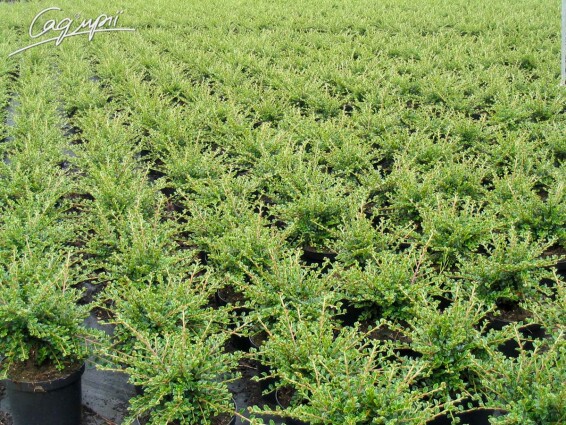 Кизильник горизонтальний - 4