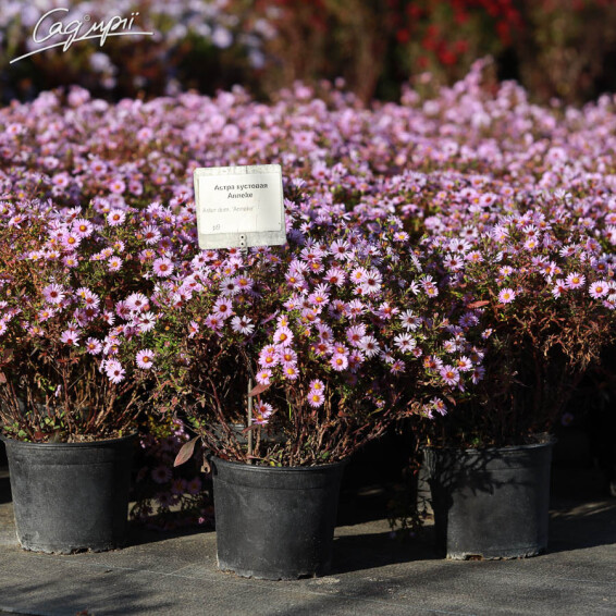 Астра кустарниковая 'Anneke' #3, C2 - - 2 Астра кустарниковая 'Anneke' #3, C2 - - 2