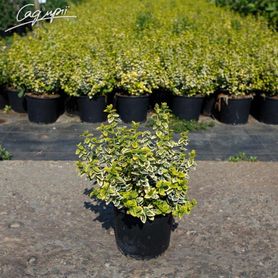 Бересклет форчуна 'Emerald Gold', штамбовая форма - 3