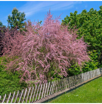 Тамарикс дрібноцвітковий