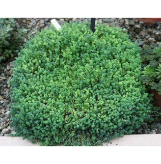 Очиток густолистий