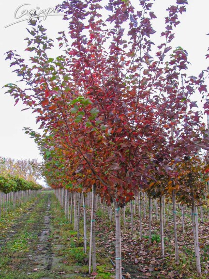 Клен красный 'Red Sunset' #5, WRB 8--10 300-350 St. 1/2 - 3