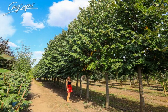 Липа войлочная 'Brabant' - 2