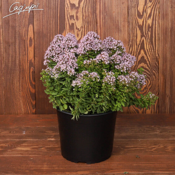 Материнка звичайна 'Compactum' - 5