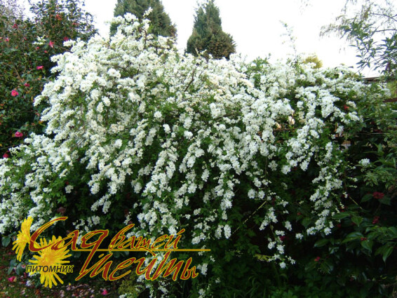 Экзохорда крупноквіткова 'The Bride' - 1