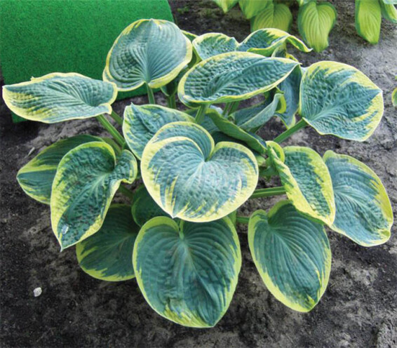 Хоста 'Sugar Daddy' - 1