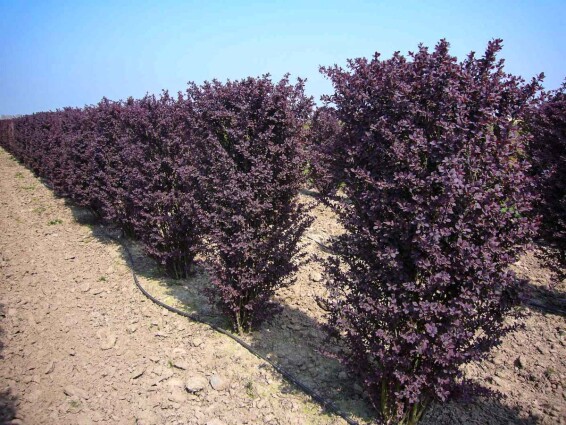 Барбарис оттавский 'Superba' - 1