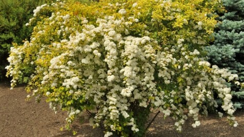 Прекрасні спіреї-прикраса саду