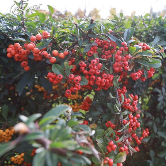 Піраканта червона 'Red Column' - 2