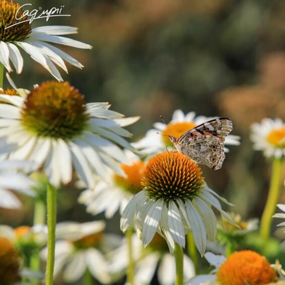 Ехінацея пурпурна 'White Swan' #1, С1 - - 3