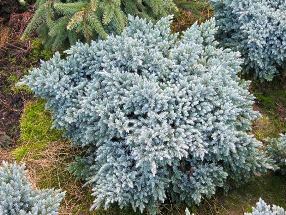 Ялівець лускатий 'Blue Star' - 8