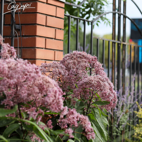 Сідач плямистий 'Riesenschirm', C3 - - 8