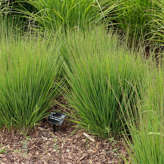 Молиния голубая 'Moorhexe', p9 - - 2