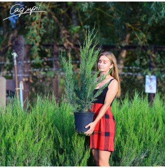 Можжевельник китайский 'Spearmint'