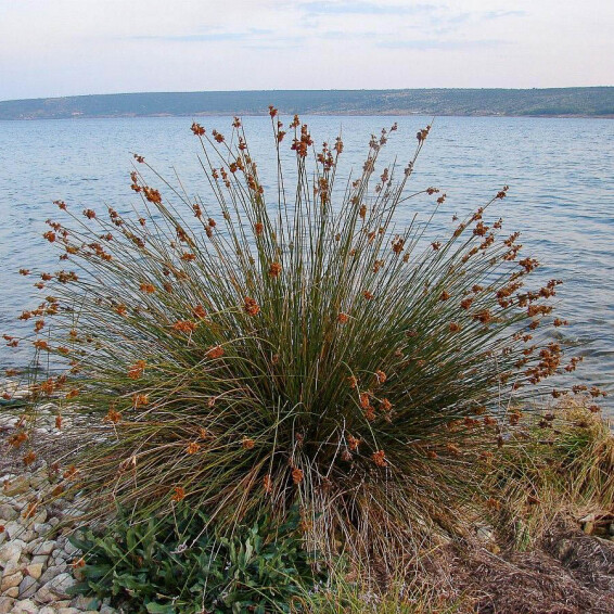 Ситник - 6 Ситник - 6