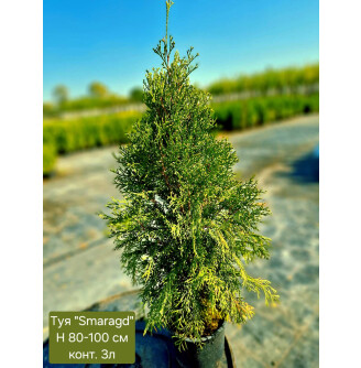 Туя західна 'Smaragd' #2, C3 - - -
