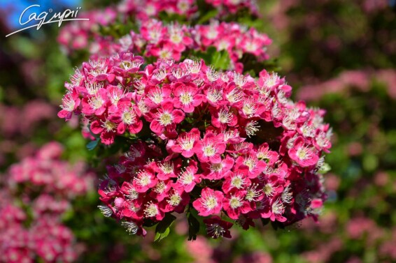 Глід колючий 'Paul`s Scarlet' - 1