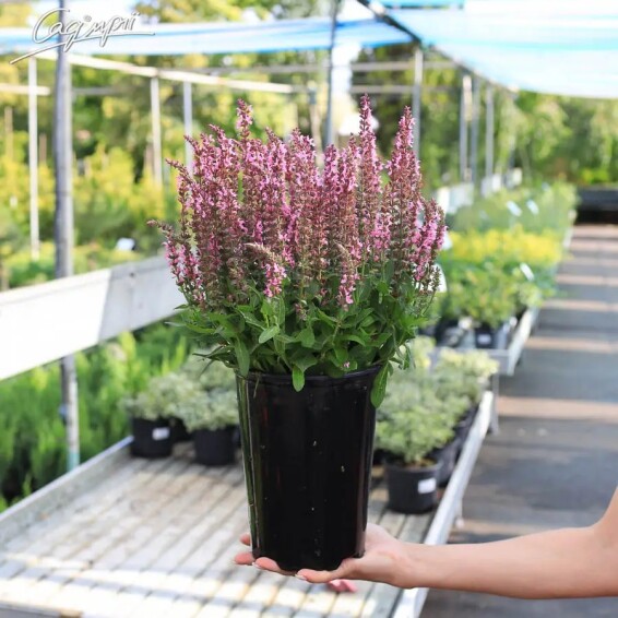 Шавлія лісова 'Pink Paradise' - 2