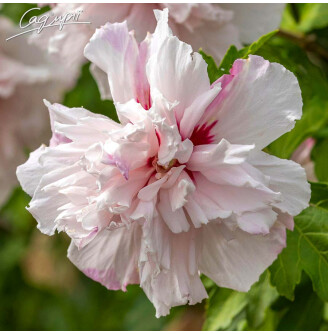 Гибискус сирийский 'French Cabaret Pastel'®