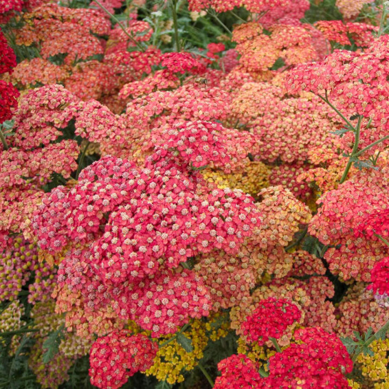 Деревій гібридний 'Pretty Woman' #1, ГК - - 2