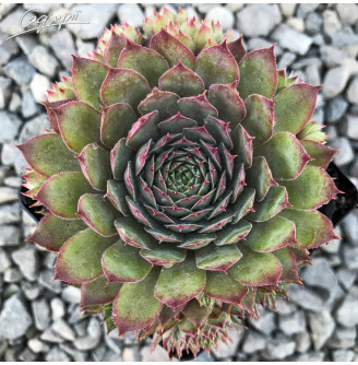 Молодило гібридне 'Donarosse'