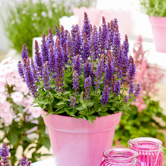 Шавлія лісова 'Blue Bouquetta' - 8