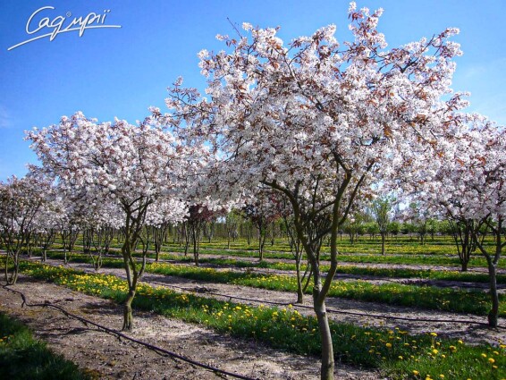 Ирга Ламарка #7, WRB MST - - - 1 Ирга Ламарка #7, WRB MST - - - 1