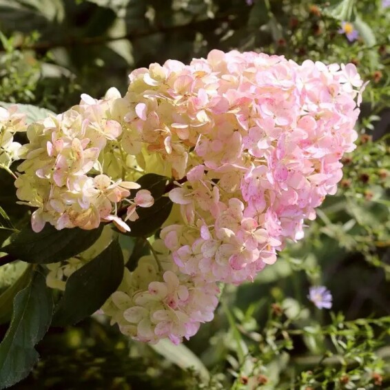 Гортензия метельчатая 'Magical Sweet Summer' - 1