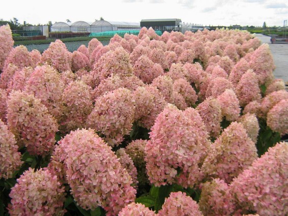 Гортензія волотиста 'Magical Candle'® - 3