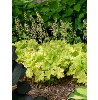Гейхера 'Rex Lime'